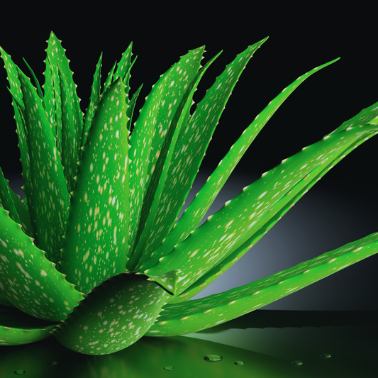 Aloe vera, naturens egen skatt