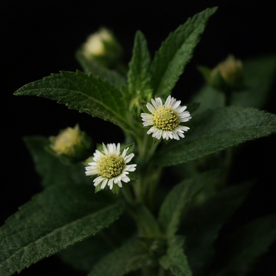 Eclipta Prostrata